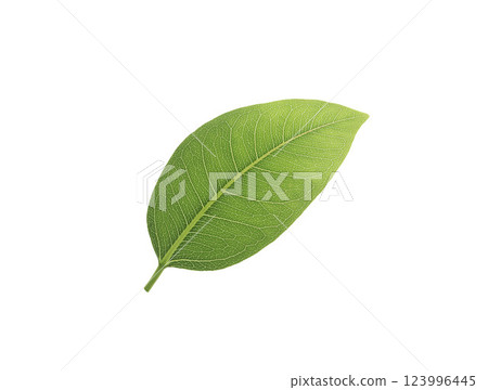 High-resolution image of Green leaf, isolated on a pure white background.  Reduce CO2 emission concept.Clean and friendly environment without carbon dioxide emissions.With clipping path. 123996445