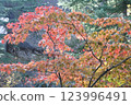 Maple  123996491