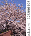 Cherry Blossoms	 123996496