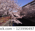 Cherry Blossoms	 123996497