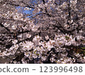 Row of cherry trees 123996498