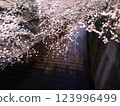 Cherry blossoms and rivers 123996499