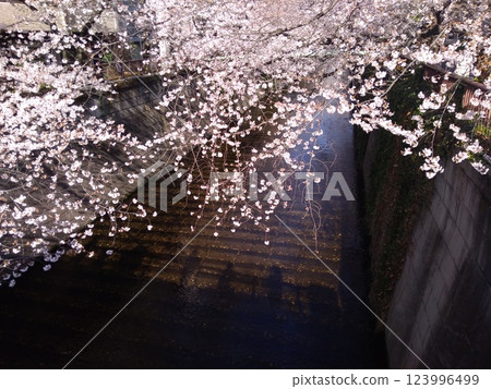 Cherry blossoms and rivers Cherry blossoms and rivers 123996499
