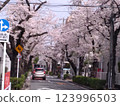 Cherry blossom tunnel 123996503