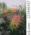 Grevillea Peach and Cream 123996507