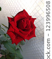 rose	 123996508
