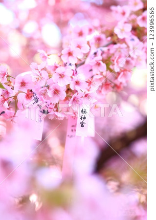 Sakura Shrine Sakura Shrine 123996566
