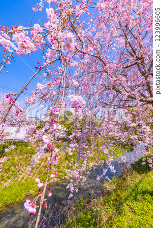 Cherry blossom trees in full bloom along the Shingashi River, Saitama Prefecture Cherry blossom trees in full bloom along the Shingashi River, Saitama Prefecture 123996605