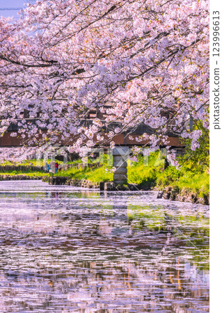 埼玉縣新河岸川沿岸盛開的櫻花樹 123996613