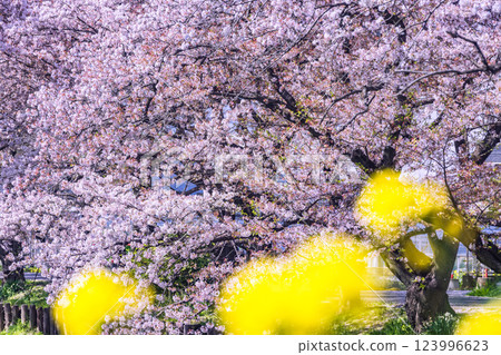 Cherry blossom trees in full bloom along the Shingashi River, Saitama Prefecture Cherry blossom trees in full bloom along the Shingashi River, Saitama Prefecture 123996623