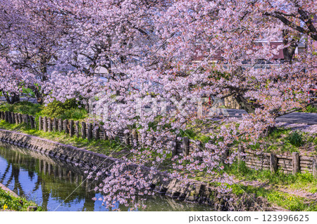 Cherry blossom trees in full bloom along the Shingashi River, Saitama Prefecture 123996625