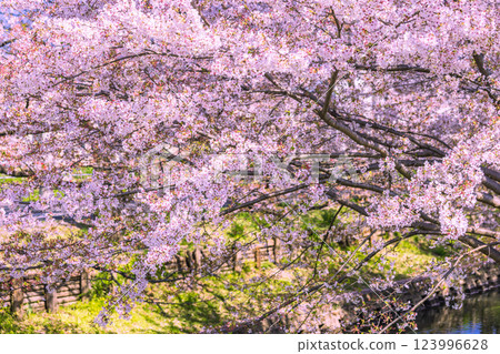 Cherry blossom trees in full bloom along the Shingashi River, Saitama Prefecture 123996628