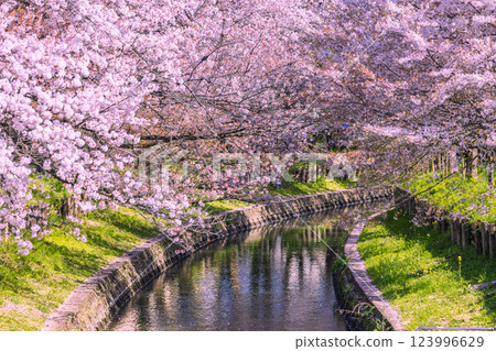 Cherry blossom trees in full bloom along the Shingashi River, Saitama Prefecture 123996629