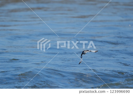 黑背鶺鴒在河面上飛行 黑背鶺鴒在河面上飛行 123996690