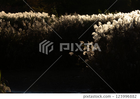 Photographing silver grass shining golden in the setting sun in late autumn 123996882