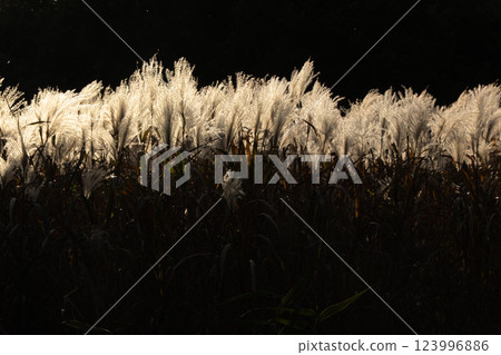 拍攝深秋夕陽下閃耀金光的紫芒 拍攝深秋夕陽下閃耀金光的紫芒 123996886