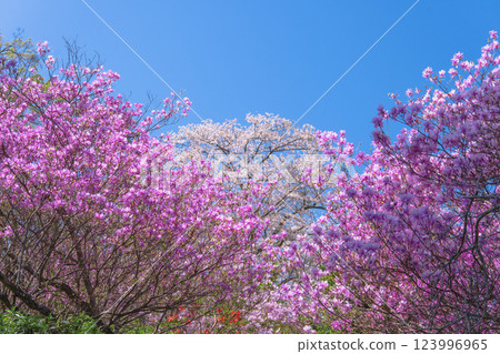 Monomiyama Park: Cherry blossoms and trifoliate azaleas in full bloom against the blue sky / Higashimatsuyama City, Saitama Prefecture Monomiyama Park: Cherry blossoms and trifoliate azaleas in full bloom against the blue sky / Higashimatsuyama City, Saitama Prefecture 123996965