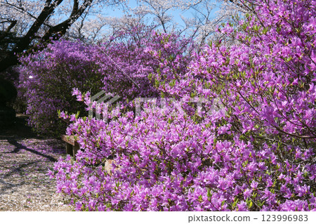 Monomiyama Park: Mitsuba azalea in full bloom / Higashimatsuyama City, Saitama Prefecture Monomiyama Park: Mitsuba azalea in full bloom / Higashimatsuyama City, Saitama Prefecture 123996983