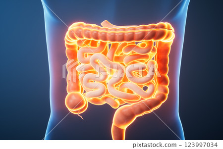 Organ intestinal tract in the transparent human 123997034