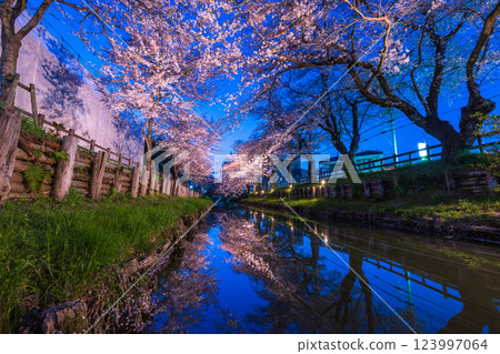 Illuminated cherry blossom trees along the Shinkashi River, Saitama Prefecture 123997064