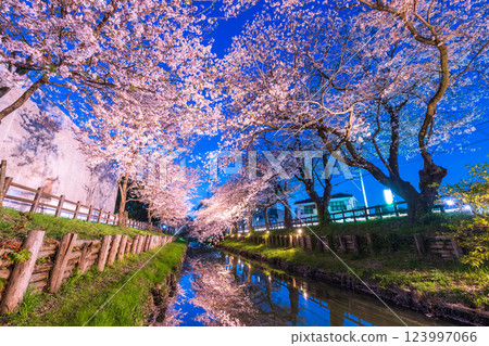 埼玉縣新橋川沿岸的櫻花樹被燈光點亮 123997066