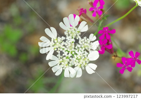 Orrea flower 123997217