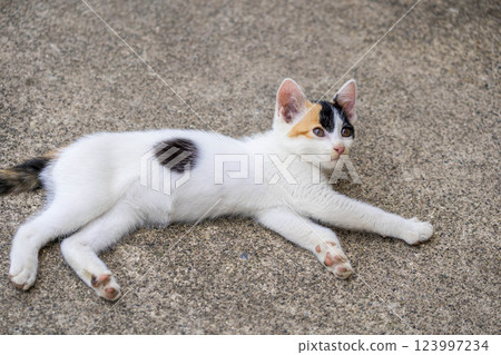 Chiro the kitten - purring kitty 123997234