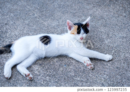 Chiro the kitten - purring kitty Chiro the kitten - purring kitty 123997235