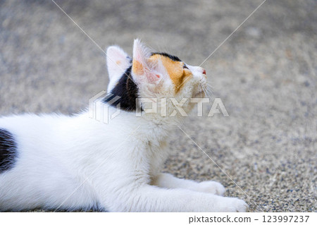 Chiro the kitten - purring kitty Chiro the kitten - purring kitty 123997237