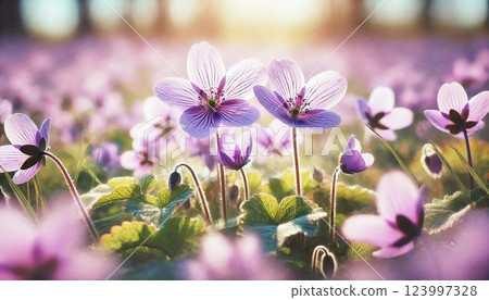 Violets in clusters (realistic Violets in clusters (realistic 123997328