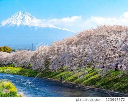 Sakura in Ryugenbuchi, Fuji City, Shizuoka Prefecture Sakura in Ryugenbuchi, Fuji City, Shizuoka Prefecture 123997372
