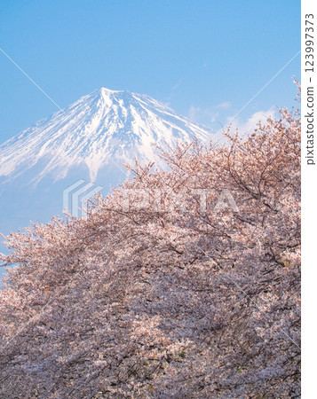 Sakura in Ryugenbuchi, Fuji City, Shizuoka Prefecture Sakura in Ryugenbuchi, Fuji City, Shizuoka Prefecture 123997373