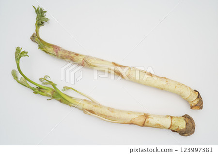 Angelica (Udo) | Spring wild vegetable image Angelica (Udo) | Spring wild vegetable image 123997381
