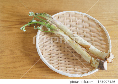 獨自生活（Udo） | 春天的野菜形象 123997386