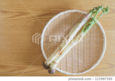 Angelica (Udo) | Spring wild vegetable image 123997389