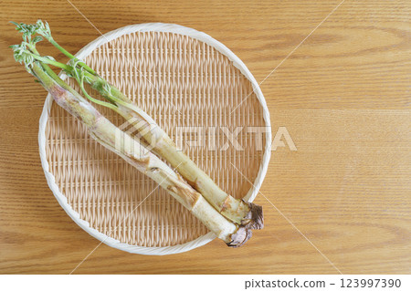 Angelica (Udo) | Spring wild vegetable image Angelica (Udo) | Spring wild vegetable image 123997390