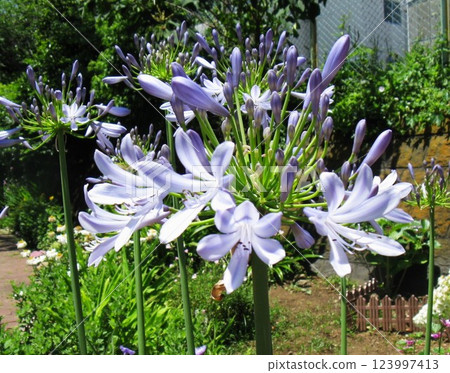 涼爽的藍紫色花朵令人耳目一新 涼爽的藍紫色花朵令人耳目一新 123997413