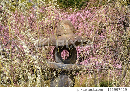 Weeping plum blossoms surround a stone lantern 123997429