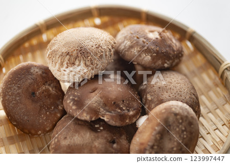 厚實美味的香菇 123997447