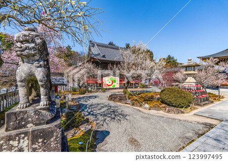 Iwatsu Tenmangu Shrine (Okazaki City, Aichi Prefecture) Plum Festival 123997495