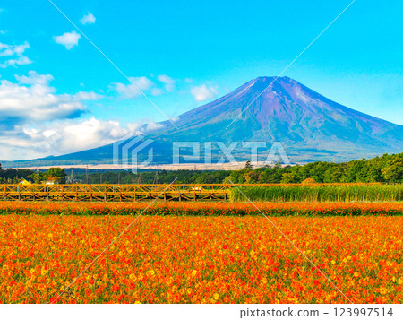 Kibana Cosmos at the foot of Mt. Fuji, Flower City Park 123997514