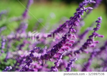 Purple Salvia leucantha Purple Salvia leucantha 123997536