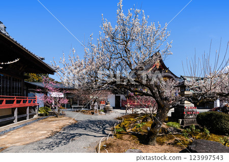 Iwatsu Tenmangu Shrine (Okazaki City, Aichi Prefecture) Plum Festival 123997543