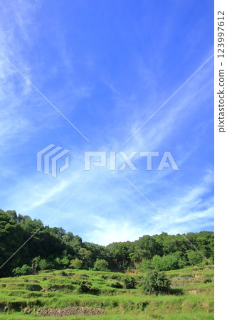 夏日風景，田野生氣勃勃 123997612