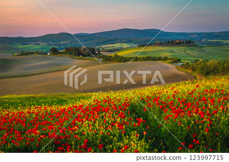 Picturesque plowed lands and blooming colorful flowers, Tuscany, Italy Picturesque plowed lands and blooming colorful flowers, Tuscany, Italy 123997715