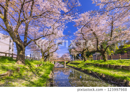 埼玉縣新河岸川沿岸的櫻花樹 123997988