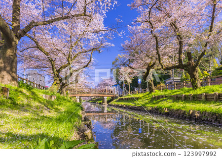 Row of cherry blossom trees along the Shingashi River Saitama Prefecture Row of cherry blossom trees along the Shingashi River Saitama Prefecture 123997992