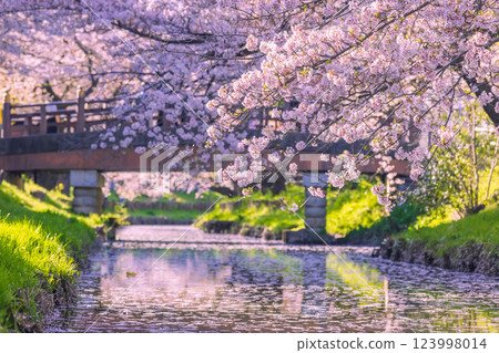 埼玉縣新河岸川沿岸的櫻花樹 123998014