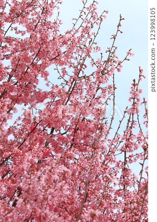 深粉紅色岡櫻 123998105