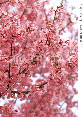 dark pink okamezakura 123998109